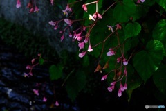 水辺の花　2