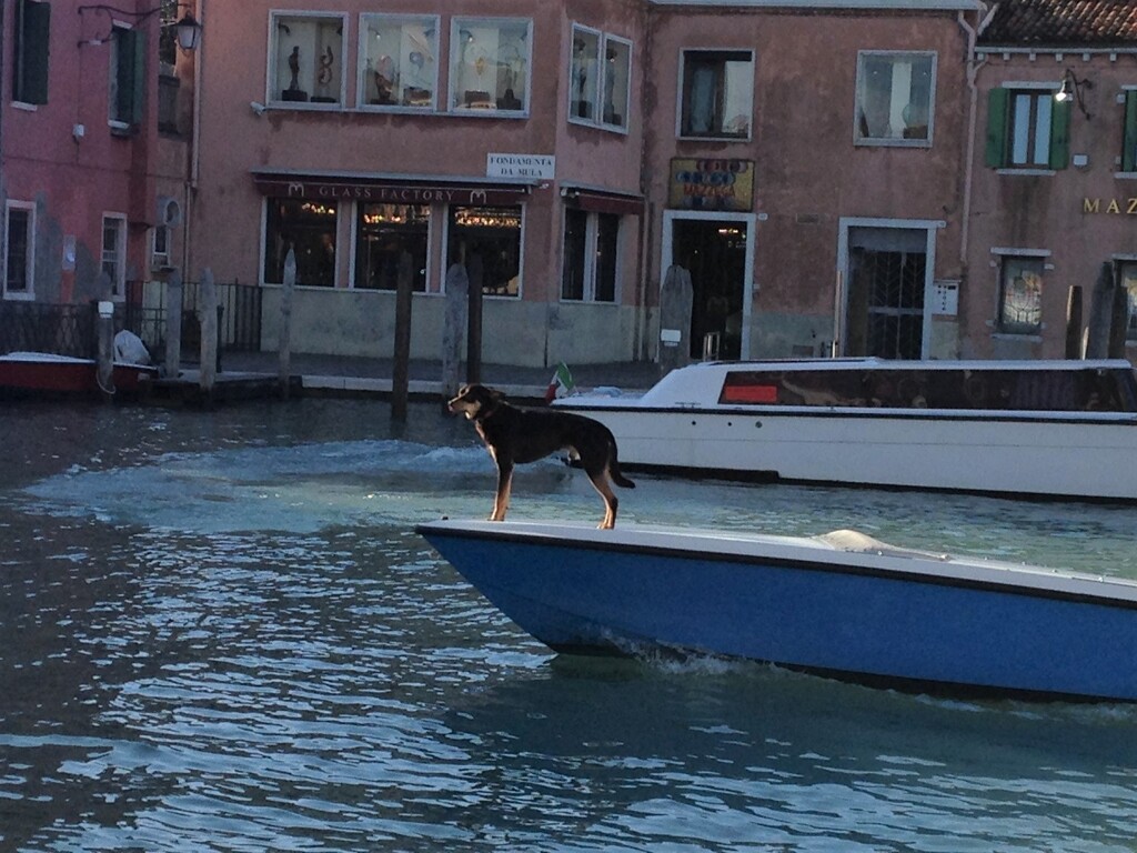 ベネツィアの犬