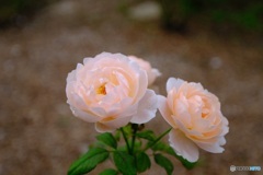 薄いサーモンピンクの薔薇
