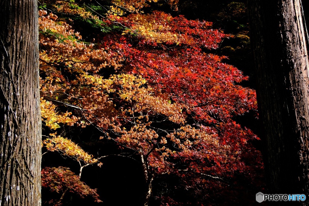 小国神社　2　紅葉
