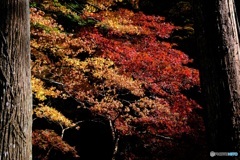 小国神社　2　紅葉