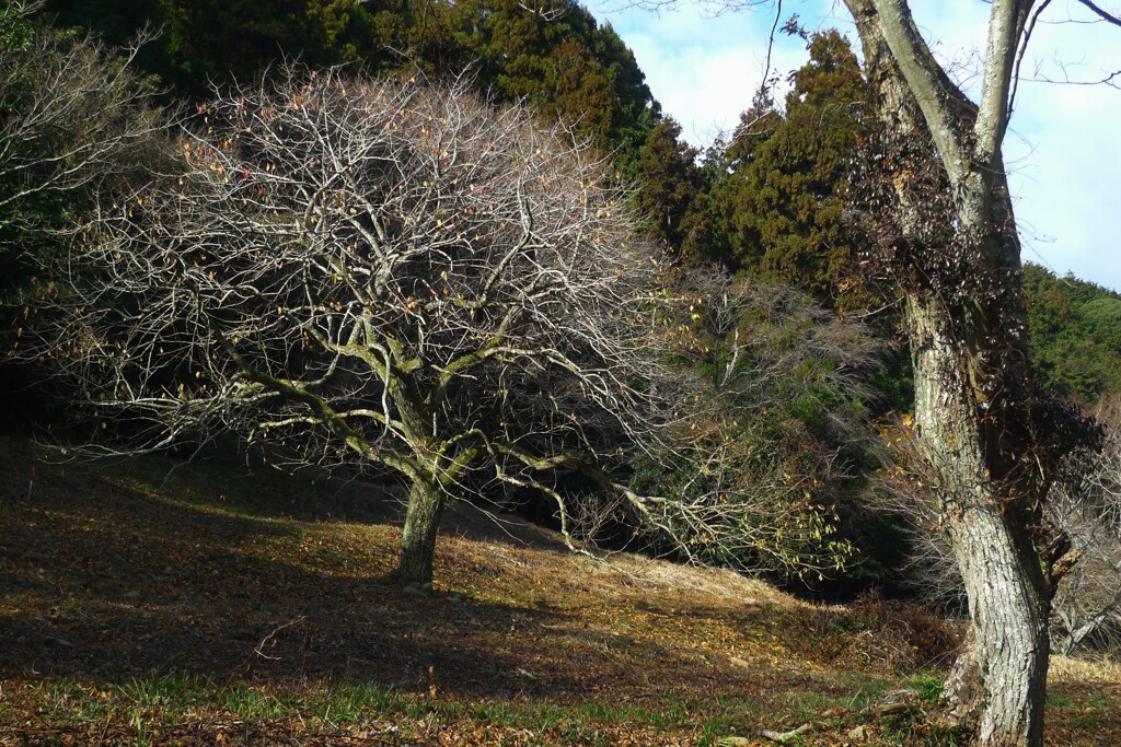 山散歩 2