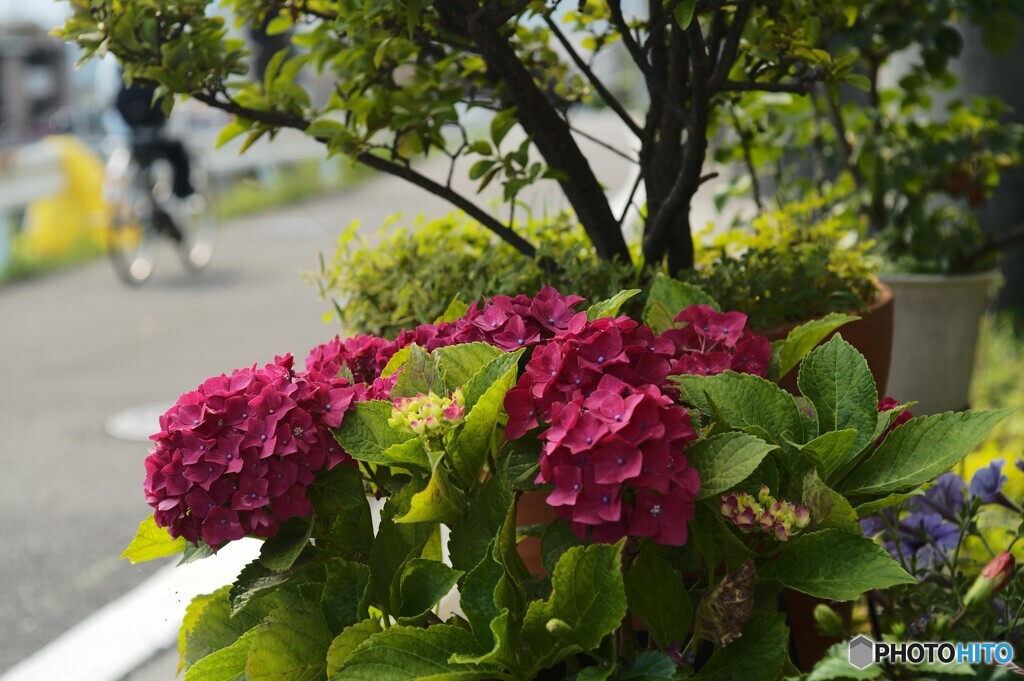 赤紫陽花