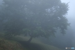濃霧