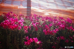 石垣の上の芝桜
