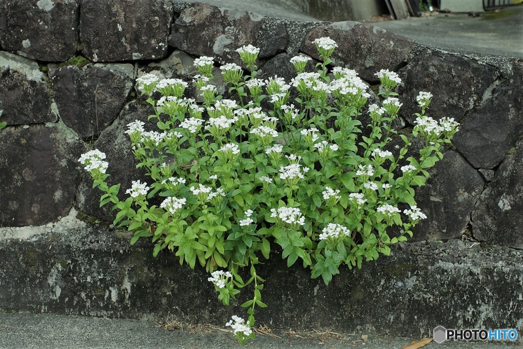石垣の花