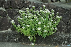 石垣の花
