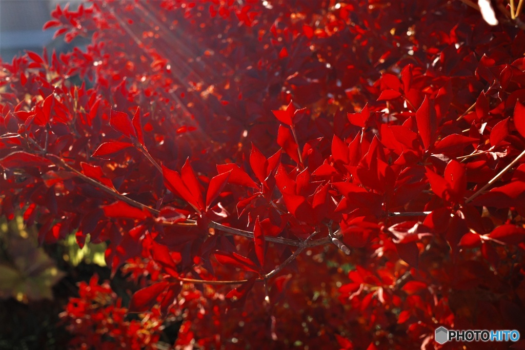 ドウダンツツジ 紅葉  2