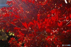 ドウダンツツジ 紅葉  2