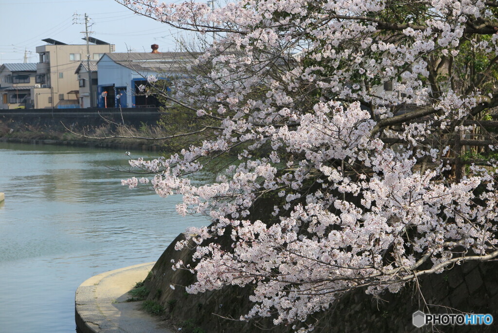 巴川と桜