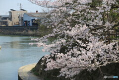 巴川と桜