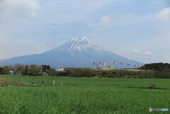 富士山と鯉のぼり　2　一列に