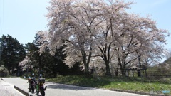 桜　長野