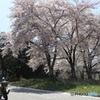 桜　長野