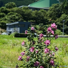 ムクゲの花 八重