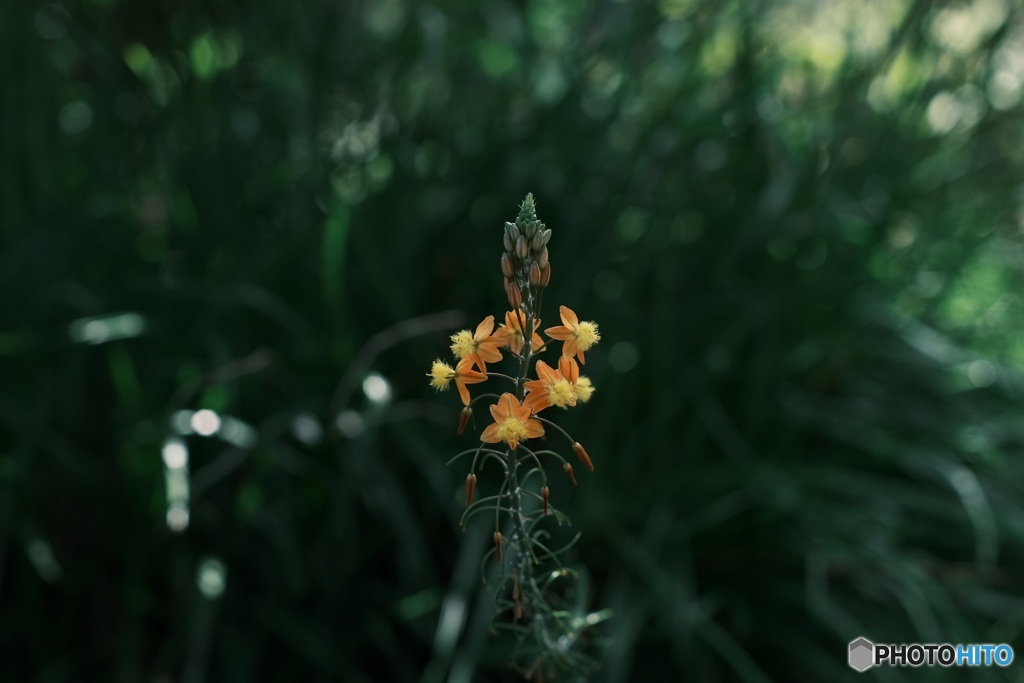 オレンジ色の花