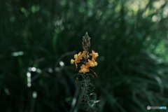 オレンジ色の花