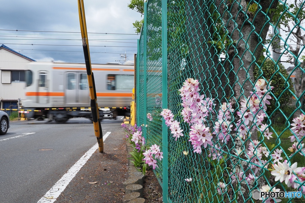 綺麗な花が咲いていた 2