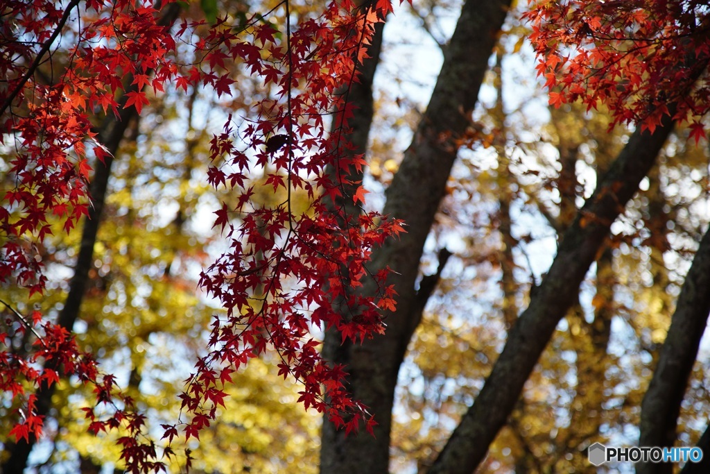紅葉　1