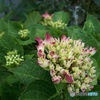紫陽花2 オールドコンデジで