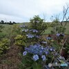 予報ではもうすぐ雨なのに