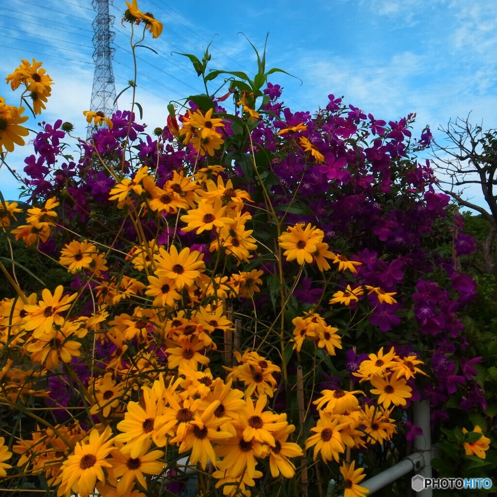 花がいっぱい
