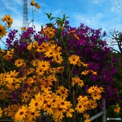 花がいっぱい