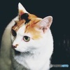 甘夏　猫　♀