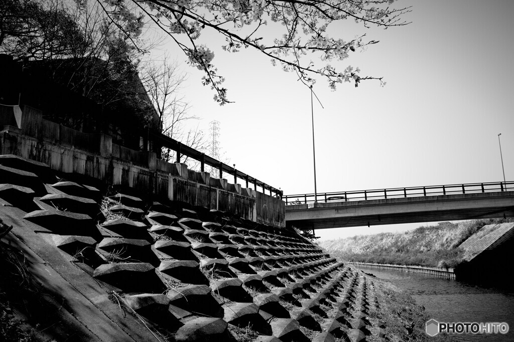 GR  monochrome　桜