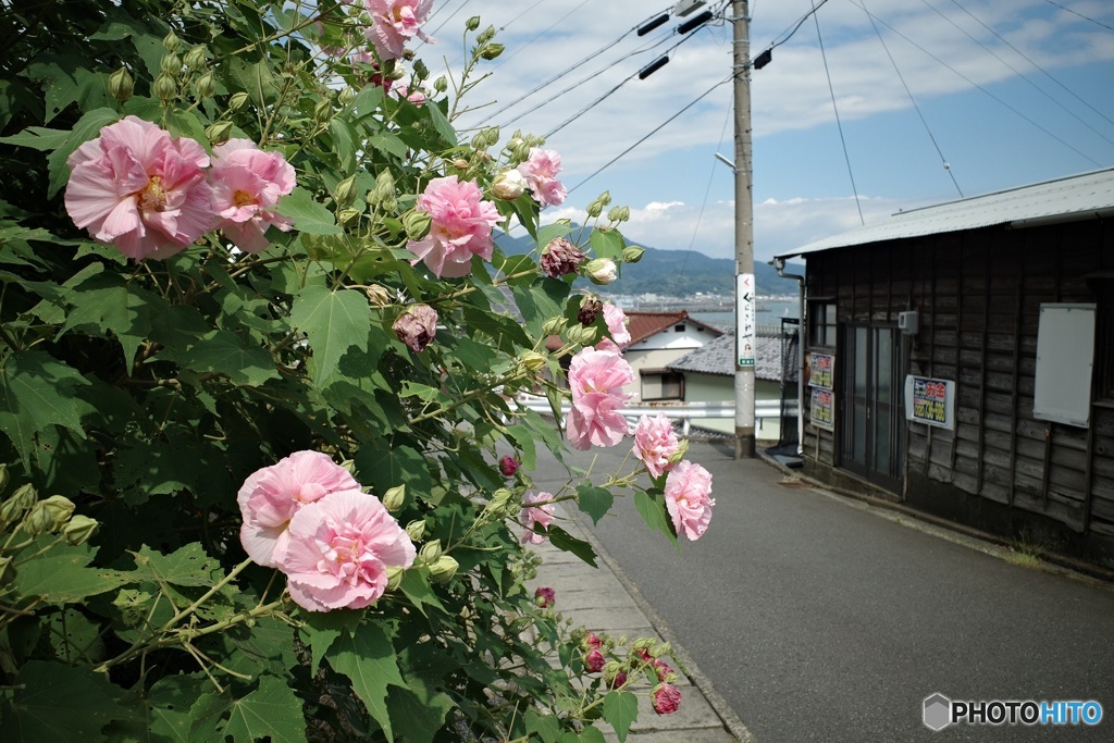 海沿いの道に似合う花