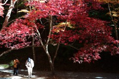 小国神社の紅葉