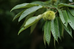 栗　1