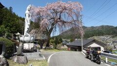 花見ツーリングの思い出画像 長野