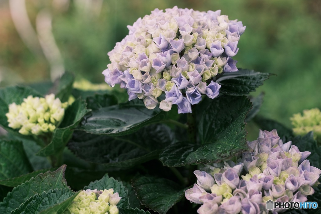 今日の紫陽花