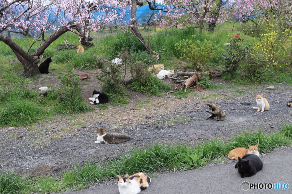 222　猫の日にちなみ　2