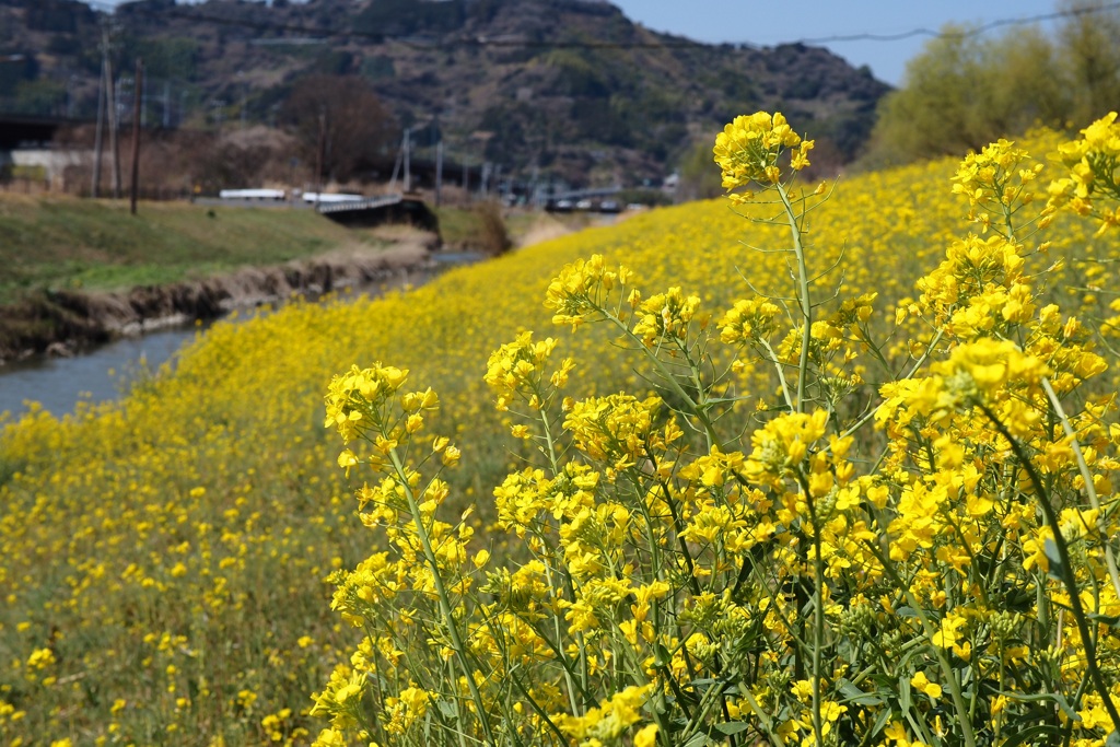 川沿いのからし菜