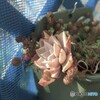 多肉植物