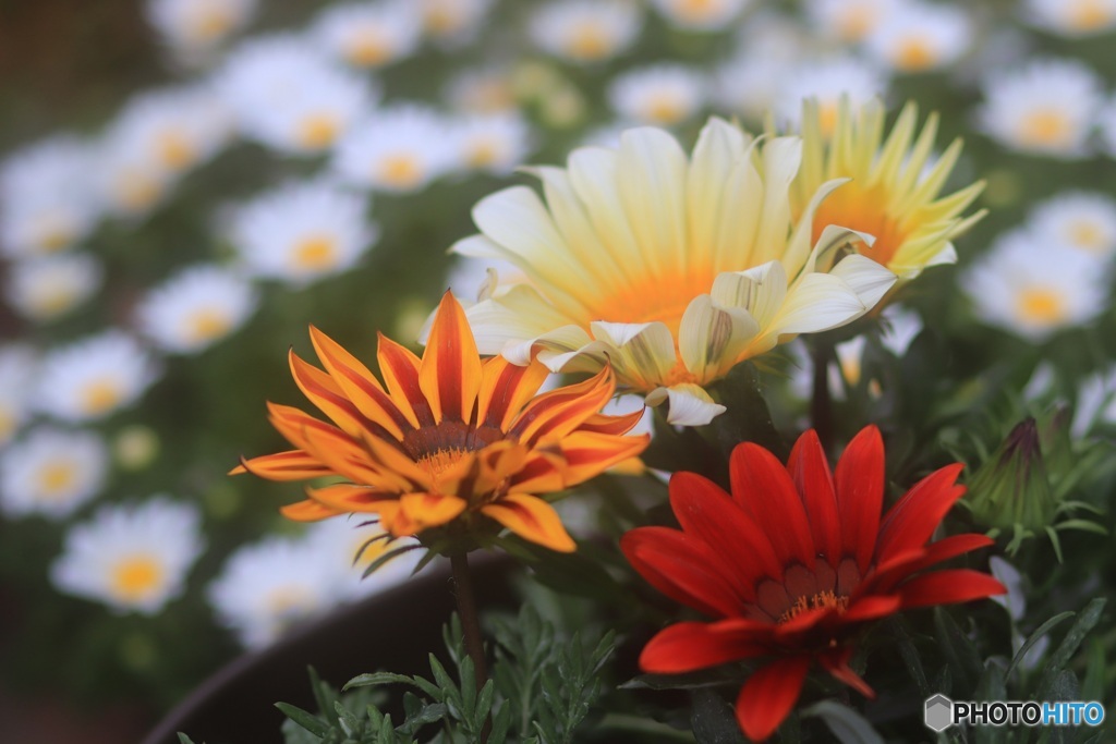 玄関先の花