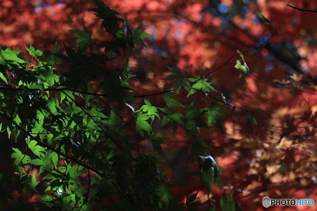 紅葉　3