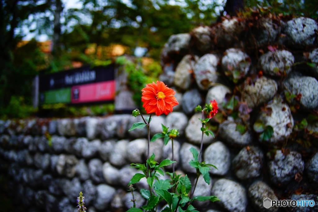 花 7　Lomography