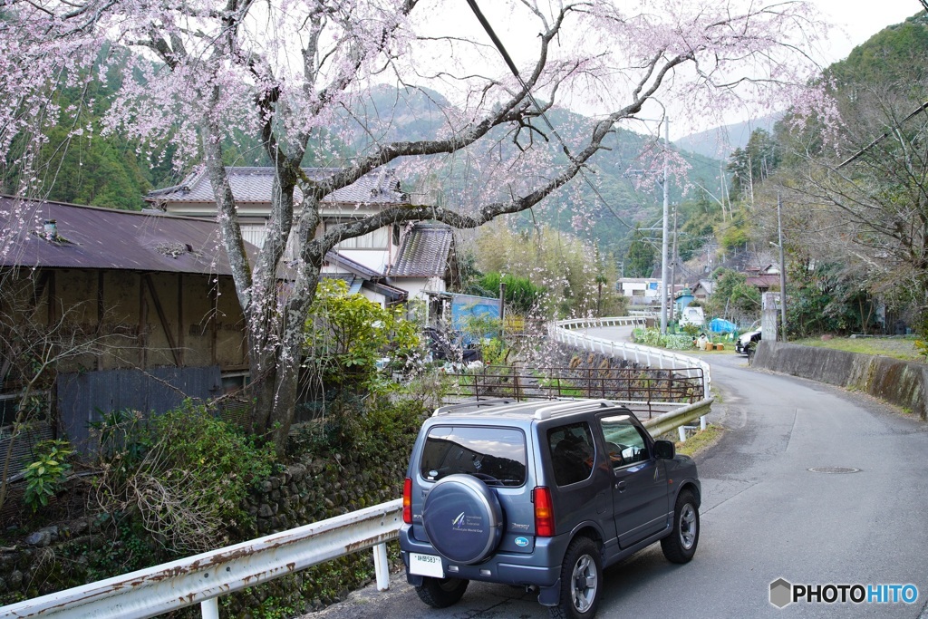 里山の桜