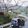 里山の桜