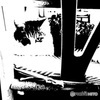 黒か白　3　白サバトラ猫　きんちゃん