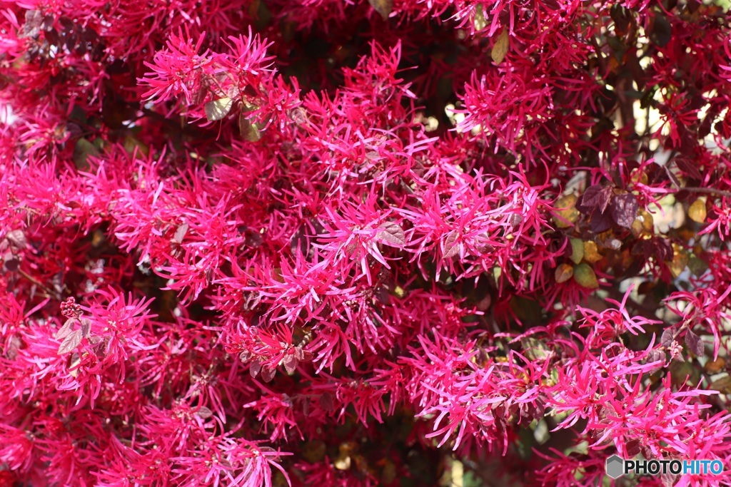 大好きな花