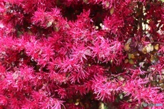 大好きな花