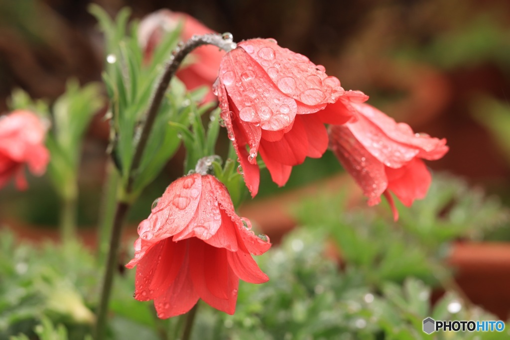 雨降り後のアネモネ