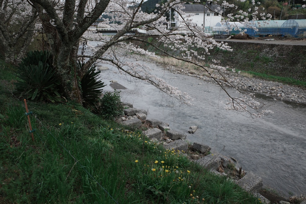 春の川