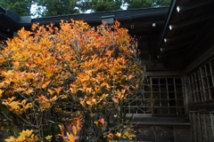 小国神社の紅葉 2