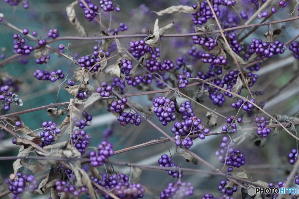 purple