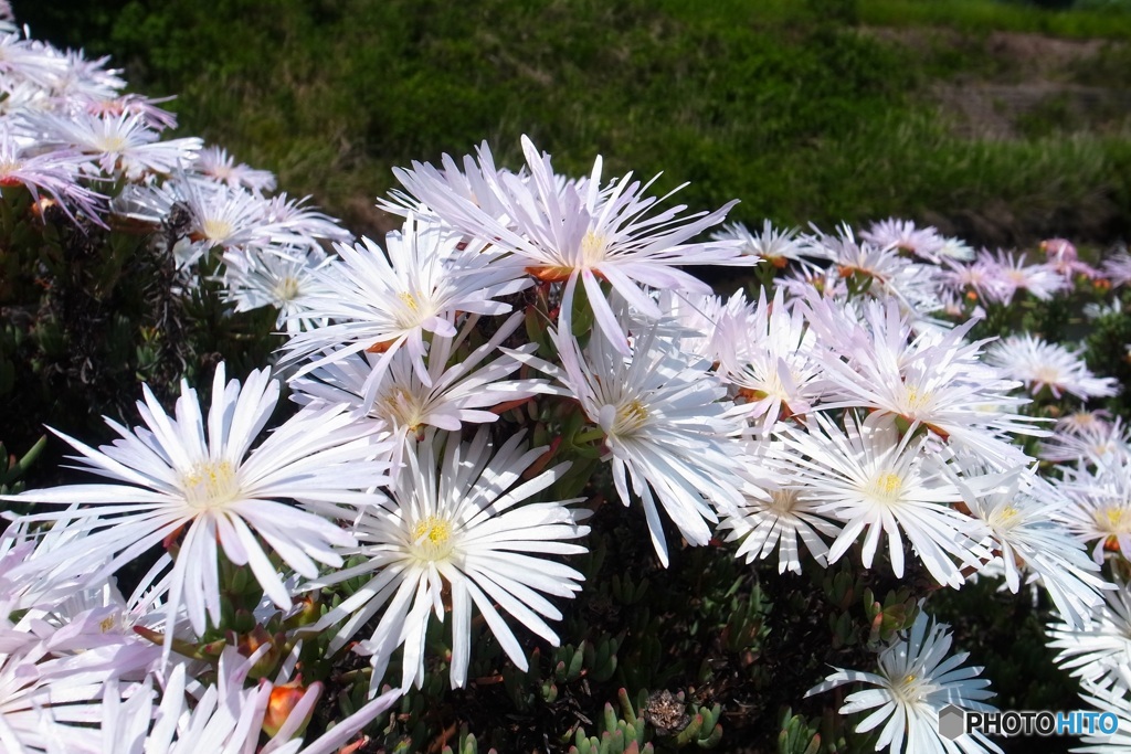真っ白な花